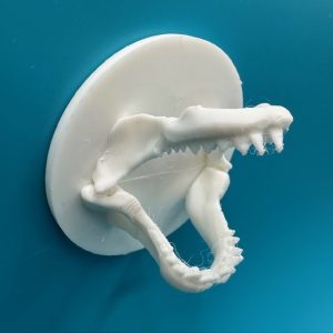 Shark Jaws Orca 50x50x26mm